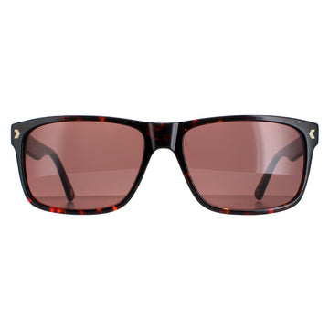 Duck and Cover DCS026 Sunglasses Havana Brown