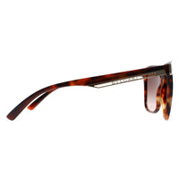 Bvlgari Sunglasses BV8245 551513 Havana Brown Gradient