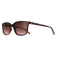 Ted Baker Sunglasses TB1529 Farley 249 Tortoise Brown Gradient