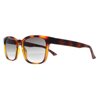 Ted Baker Sunglasses TB1635 Surf 122 Polished Dark Tortoise Grey Gradient
