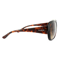 Polaroid Sunglasses P8317 0BM LA Havana Brown Gradient Polarized