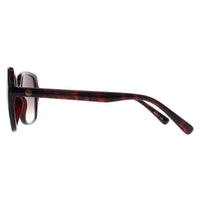 Smarty Sunglasses X2110 B Warm Demi Brown Tortoise Brown