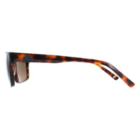 Duck and Cover Sunglasses DCS032 C2 Havana Brown