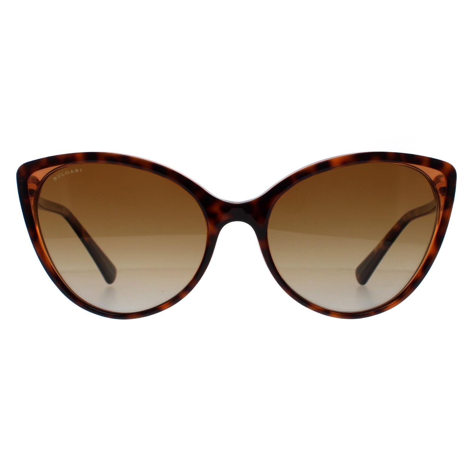 Sunglasses BV8246B 5496T5 Havana Transparent Gradient Polarized